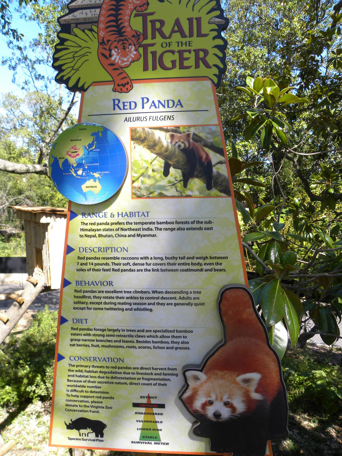 Trail of the Tiger: Red Panda Exhibit