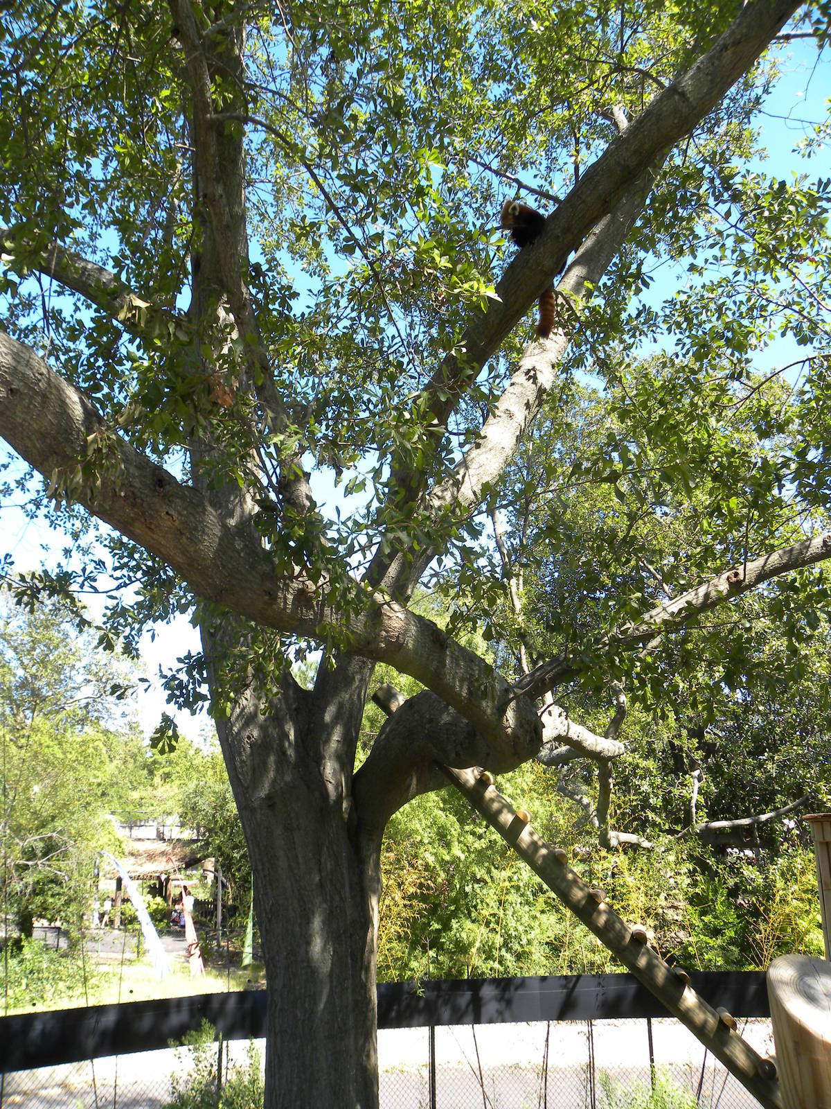 Trail of the Tiger: Red Panda Exhibit