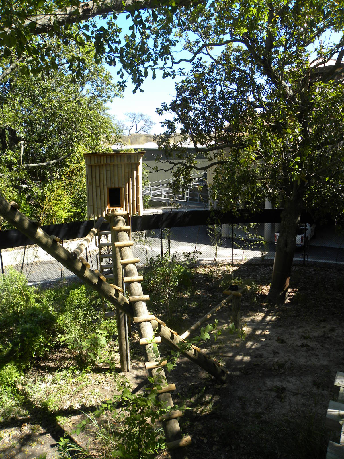 Trail of the Tiger: Red Panda Exhibit