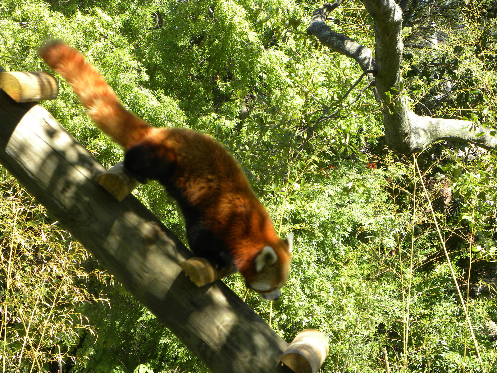 Trail of the Tiger: Red Panda Exhibit
