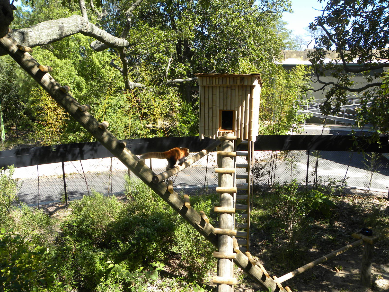 Trail of the Tiger: Red Panda Exhibit