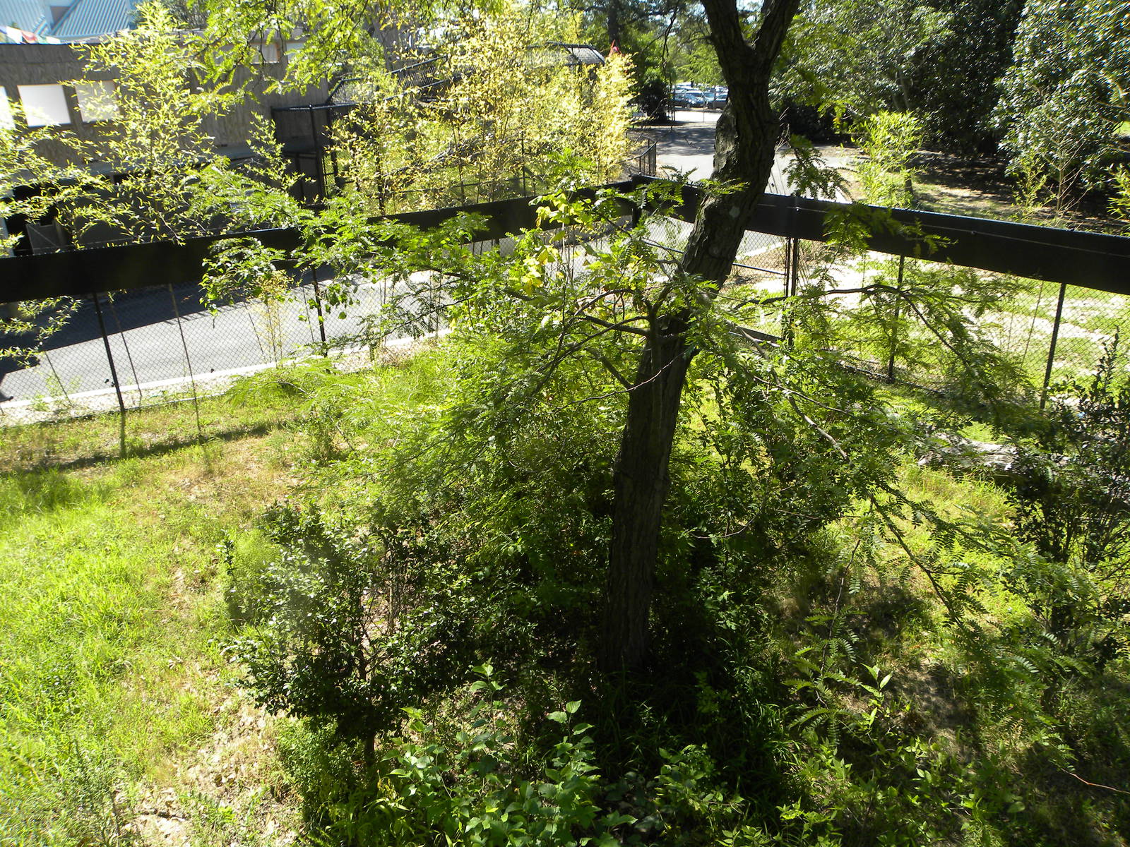 Trail of the Tiger: Red Panda Exhibit