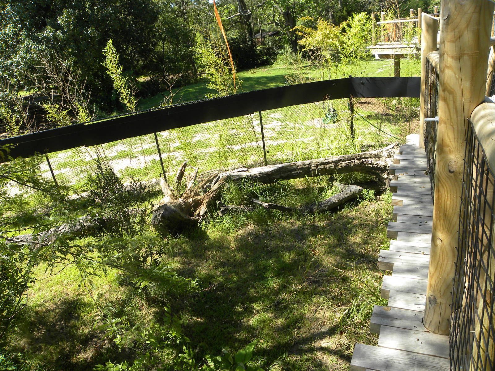 Trail of the Tiger: Red Panda Exhibit