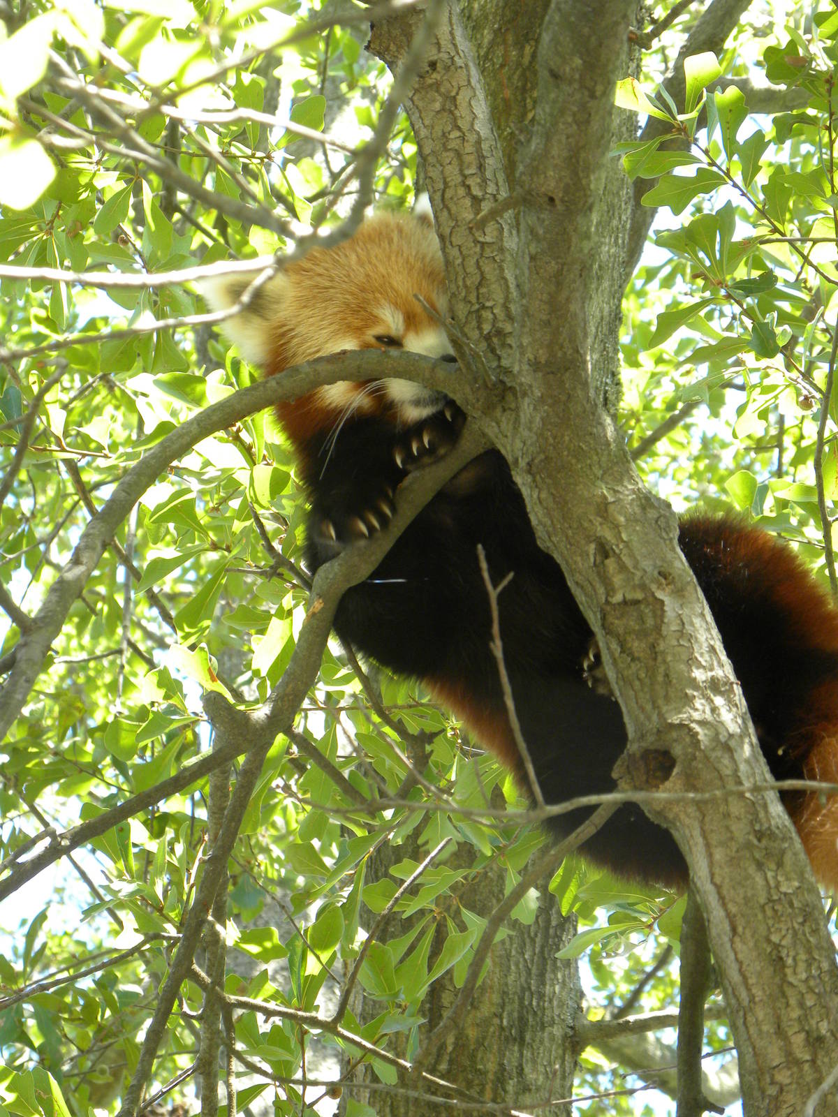 Trail of the Tiger: Red Panda Exhibit