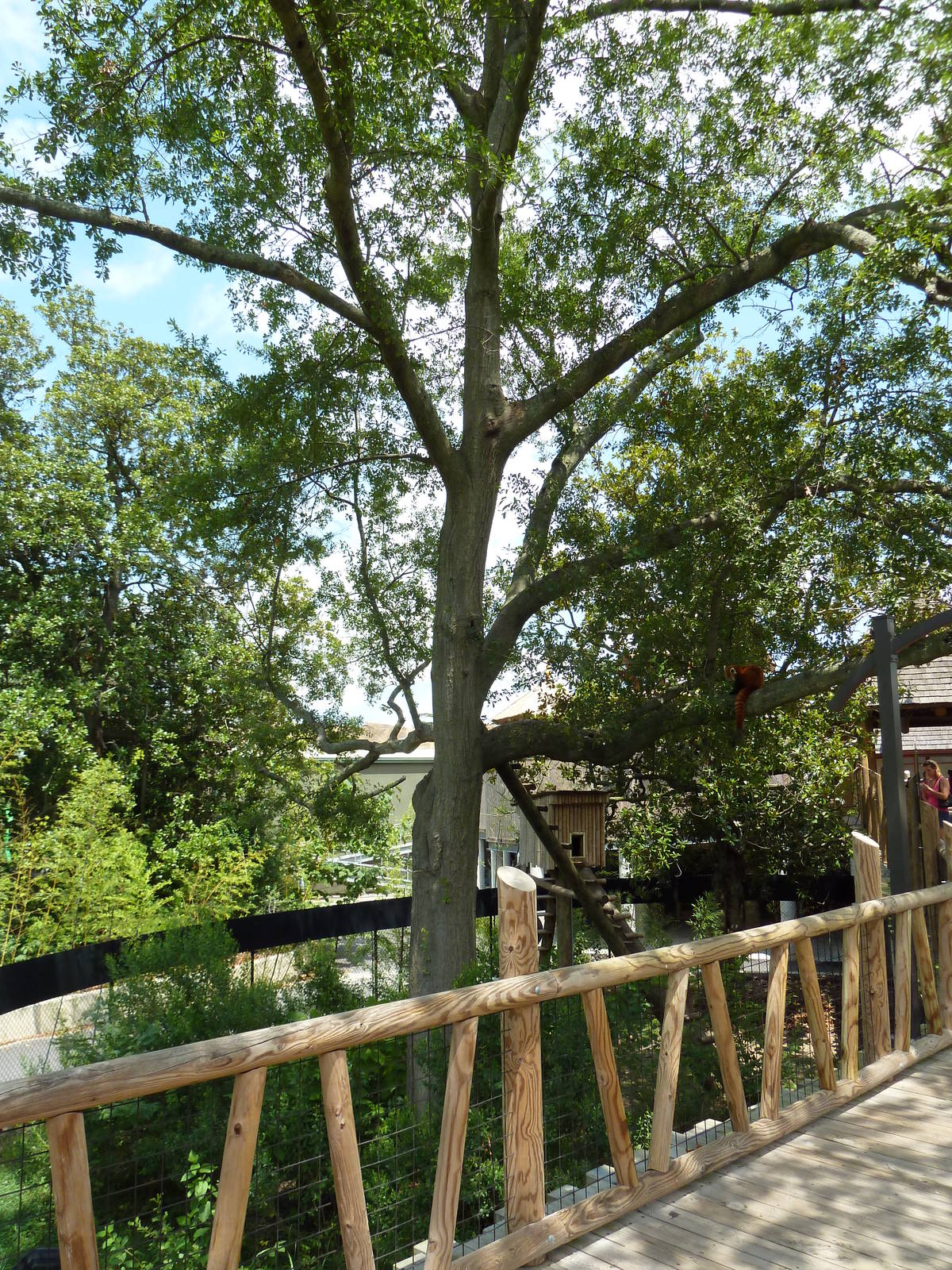 Trail of the Tiger - See the Red Panda?