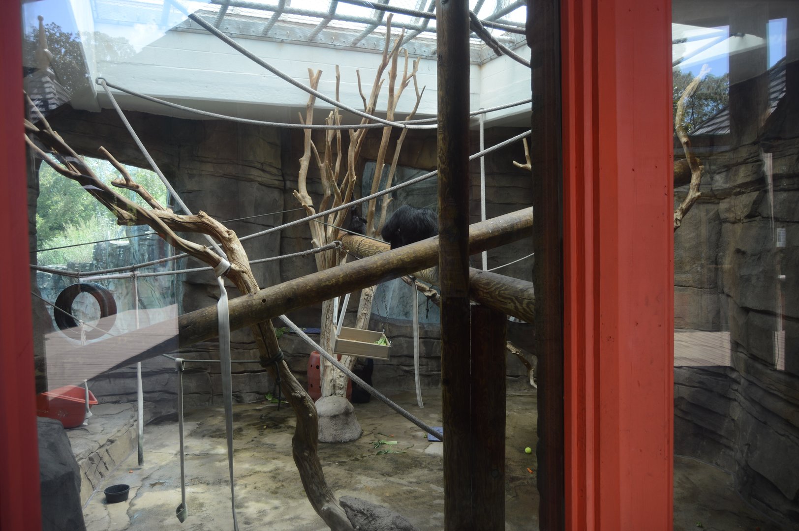 Trail of the Tiger - Siamang (Symphalangus syndactylus) Indoor Exhibit
