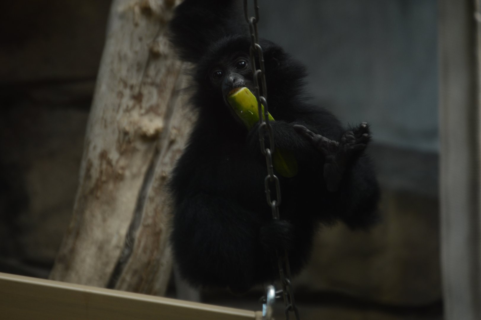 Trail of the Tiger - Siamang (Symphalangus syndactylus)