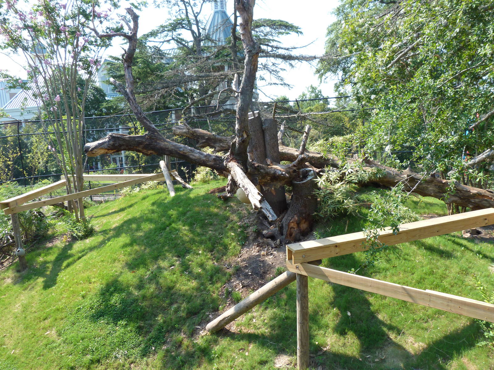 Trail of the Tiger - Sun Bear Exhibit (7/17/12)