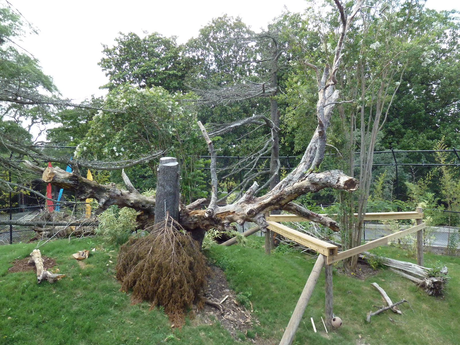 Trail of the Tiger - Sun Bear Exhibit