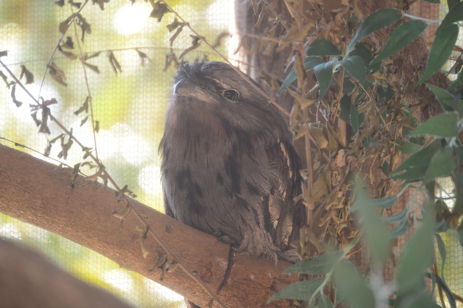 Trail of the Tiger - Tawny Frogmouth (Podargus strigoides)