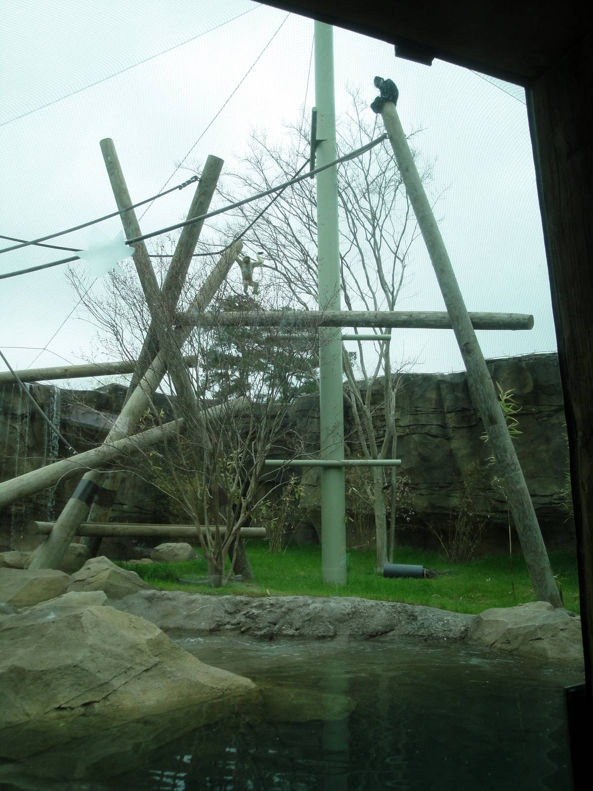 Trail of the Tiger - White-cheeked Gibbon/Asian Small-clawed Otter Exhibit