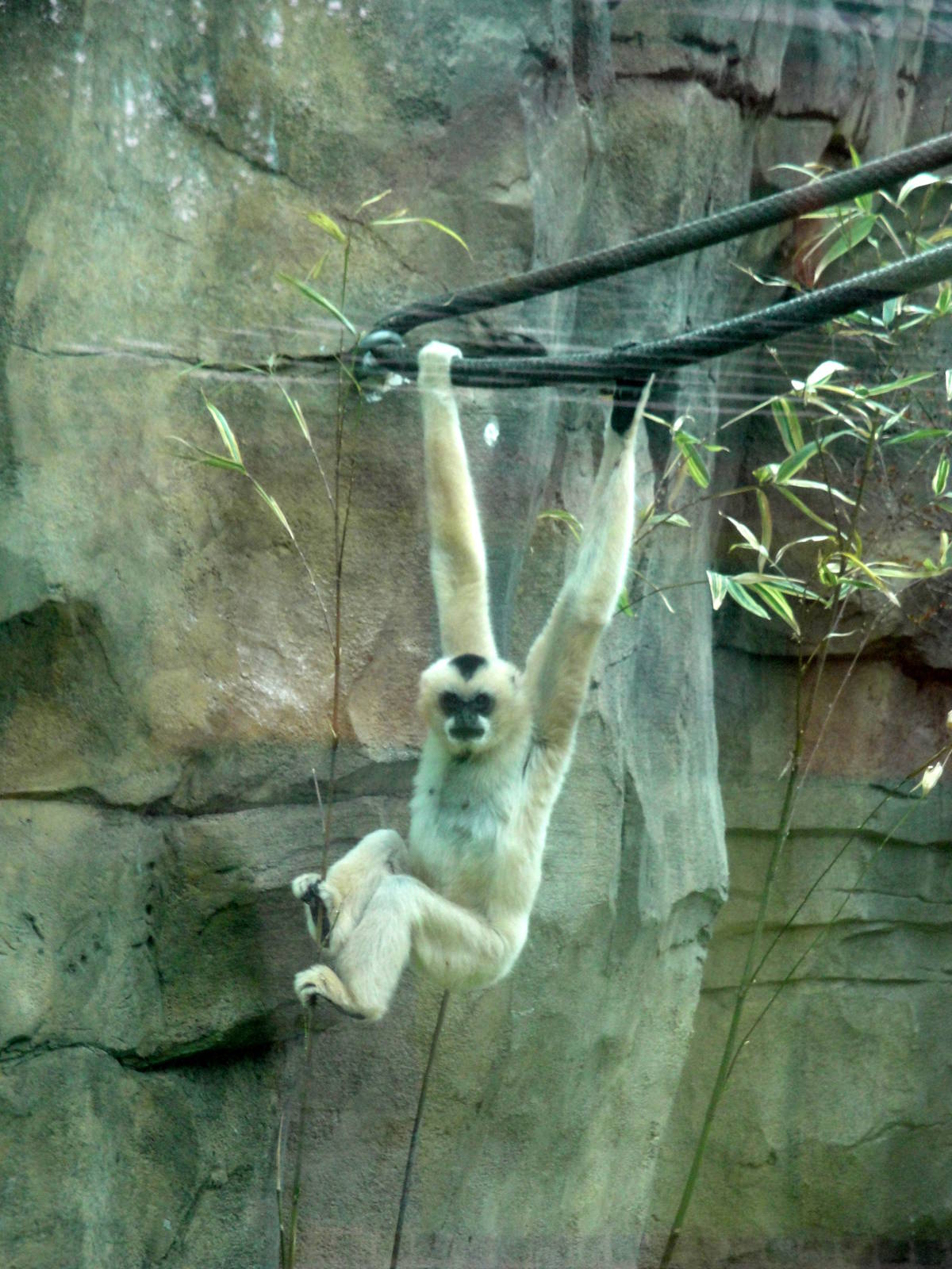 Trail of the Tiger - White-cheeked Gibbon