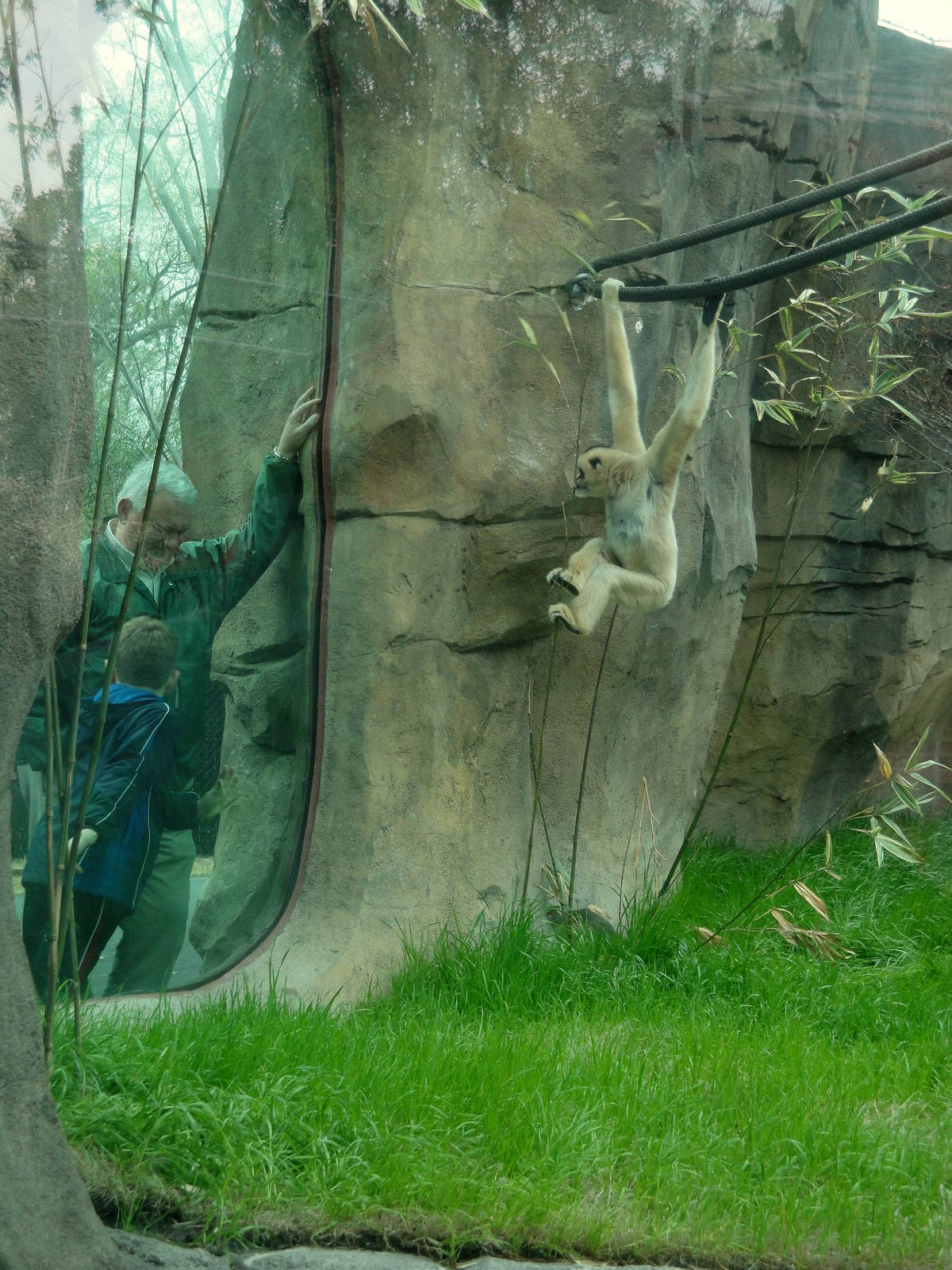 Trail of the Tiger - White-cheeked Gibbon