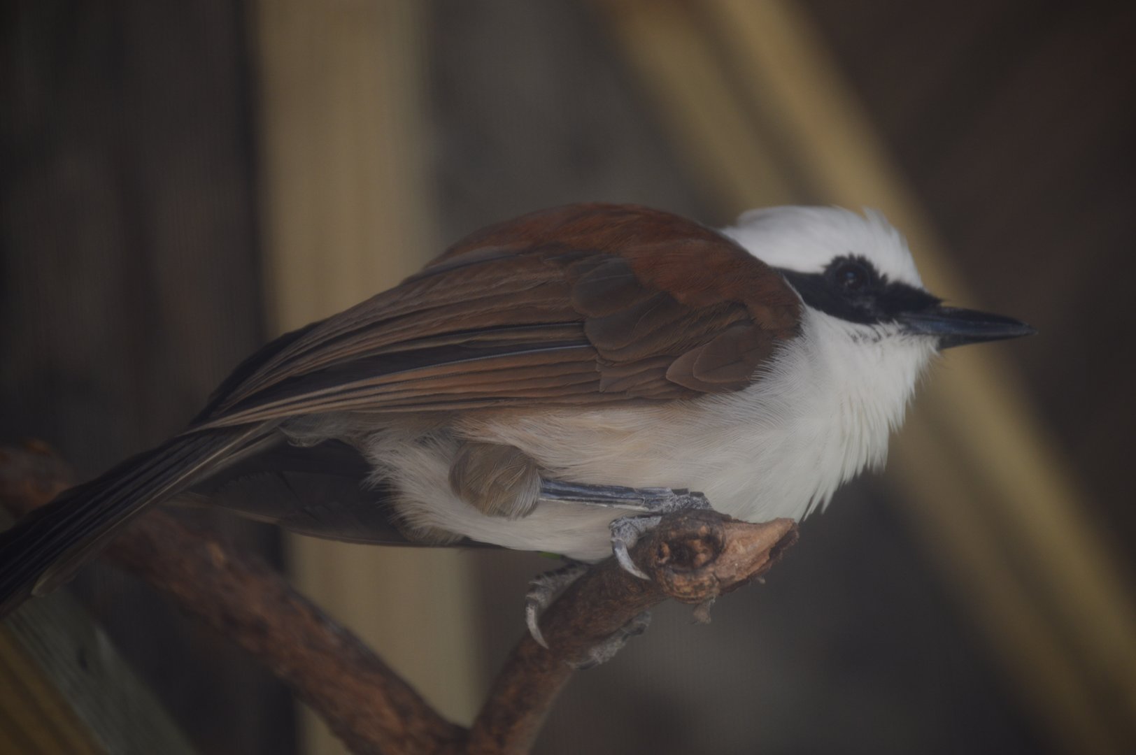 Trail of the Tiger - White-crested Laughingthrush (Garrulax leucolophus)