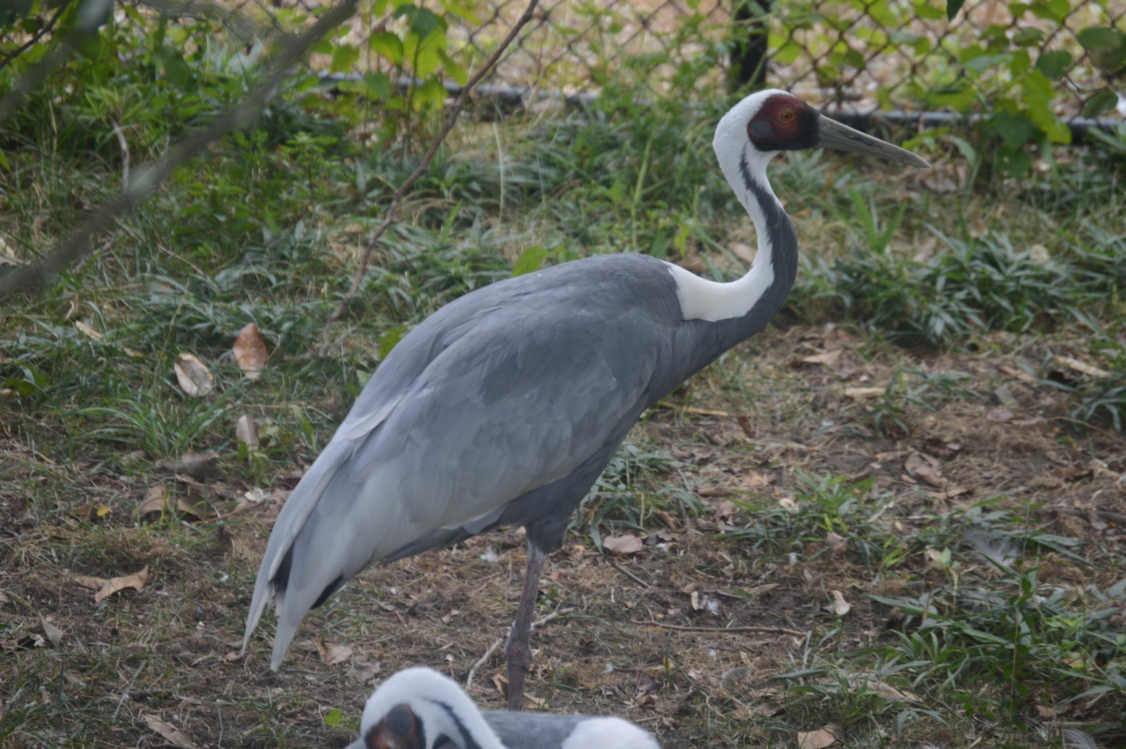 Trail of the Tiger - White-naped Crane (Antigone vipio)