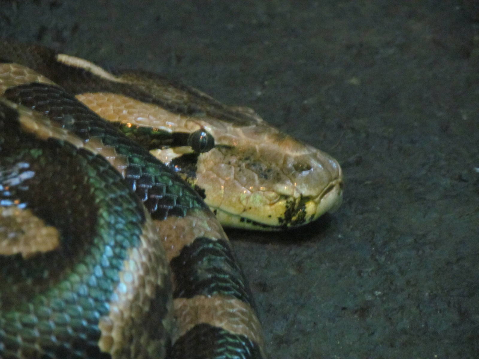 Trail of Vines - Indian Python