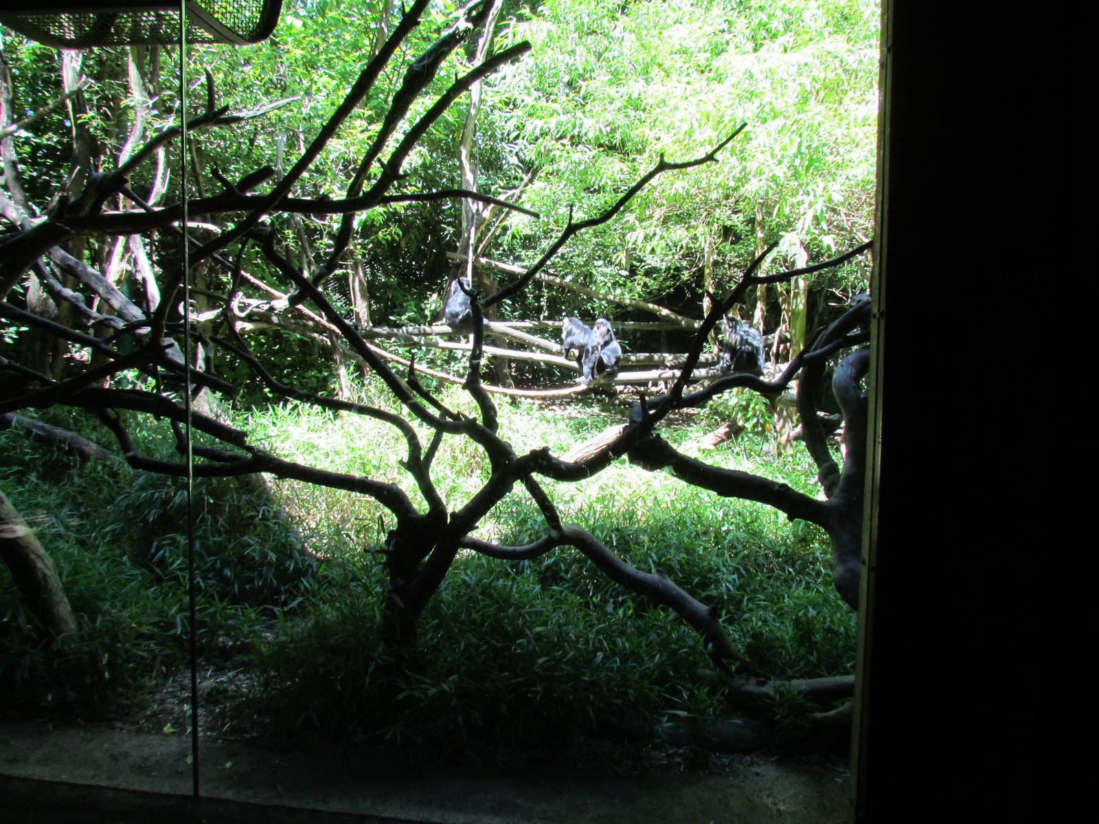 Trail of Vines - Lion-tailed Macaque Exhibit