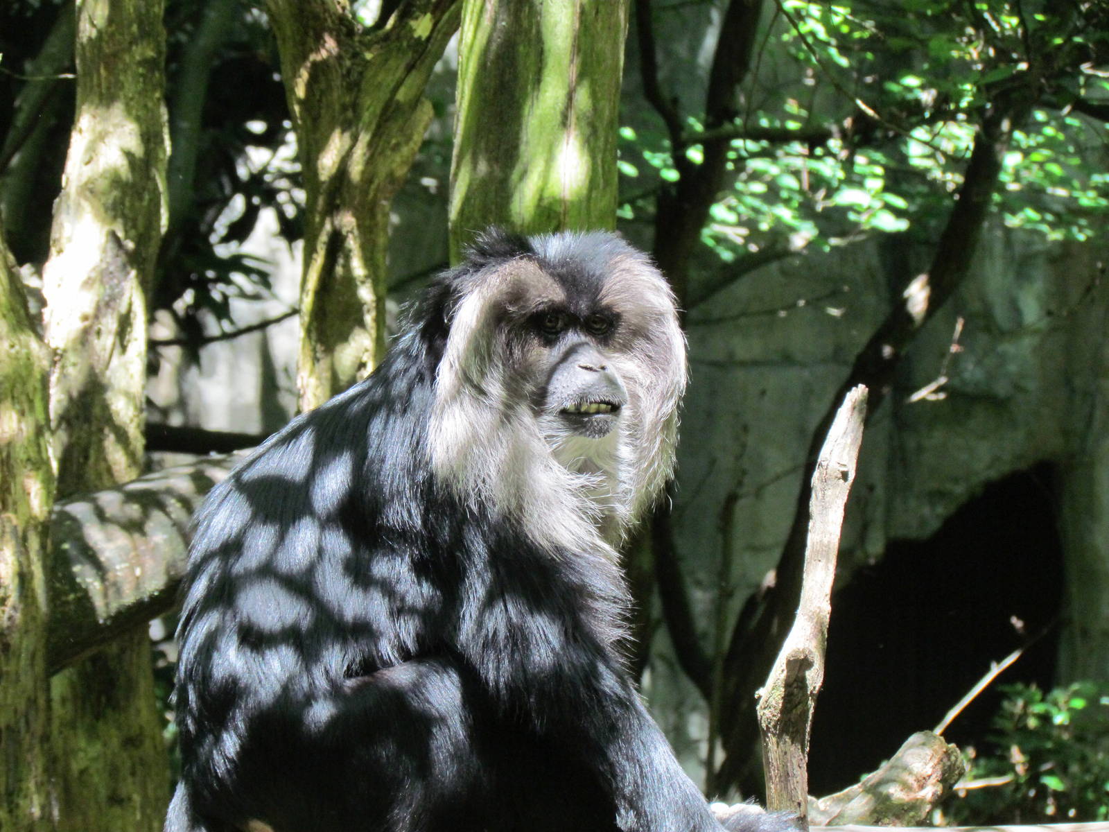 Trail of Vines - Lion-tailed Macaque