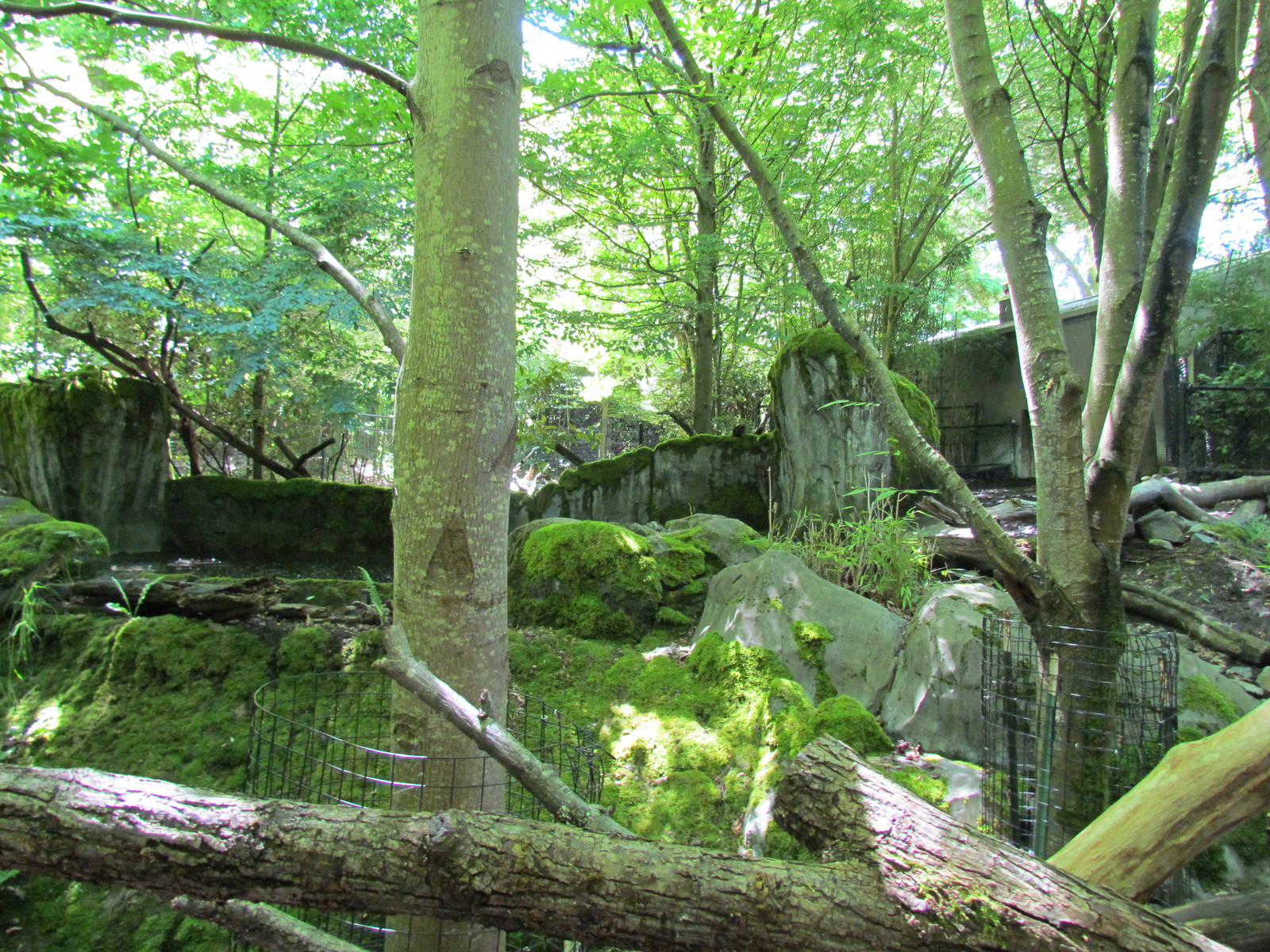 Trail of Vines - Malayan Tapir Exhibit