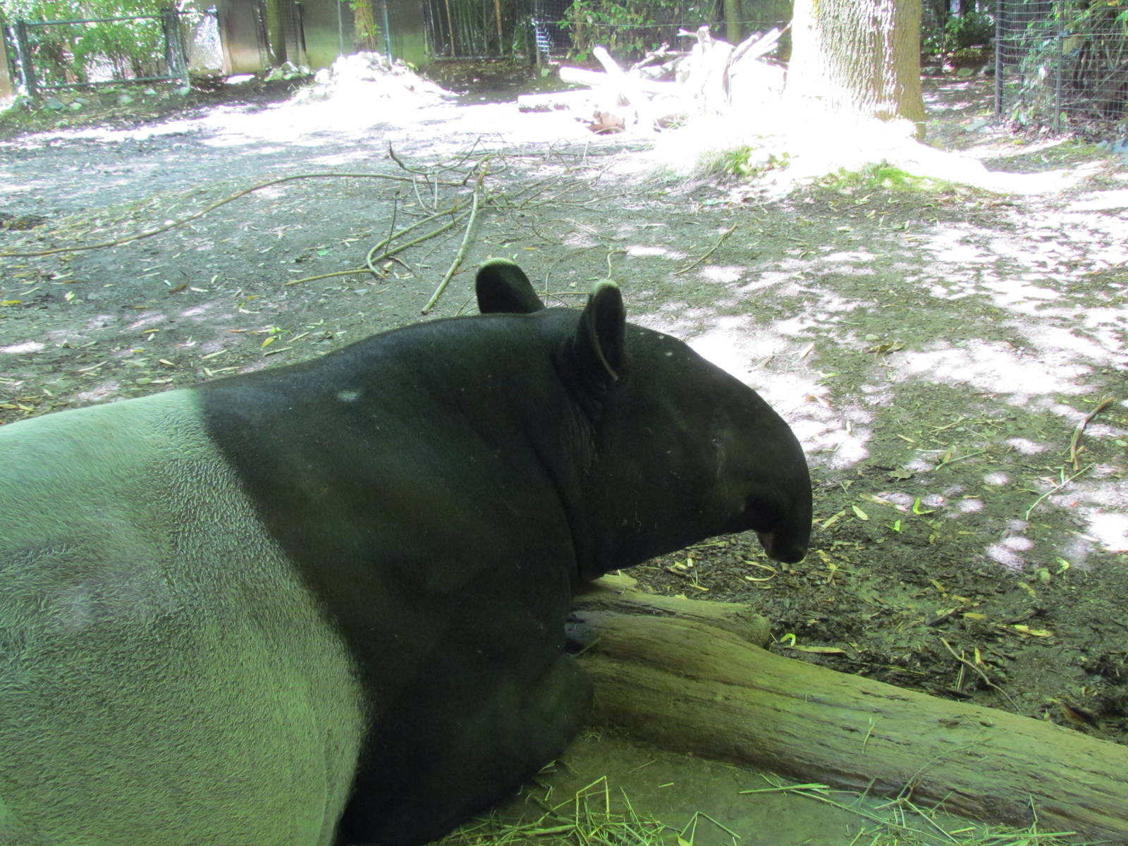 Trail of Vines - Malayan Tapir Exhibit