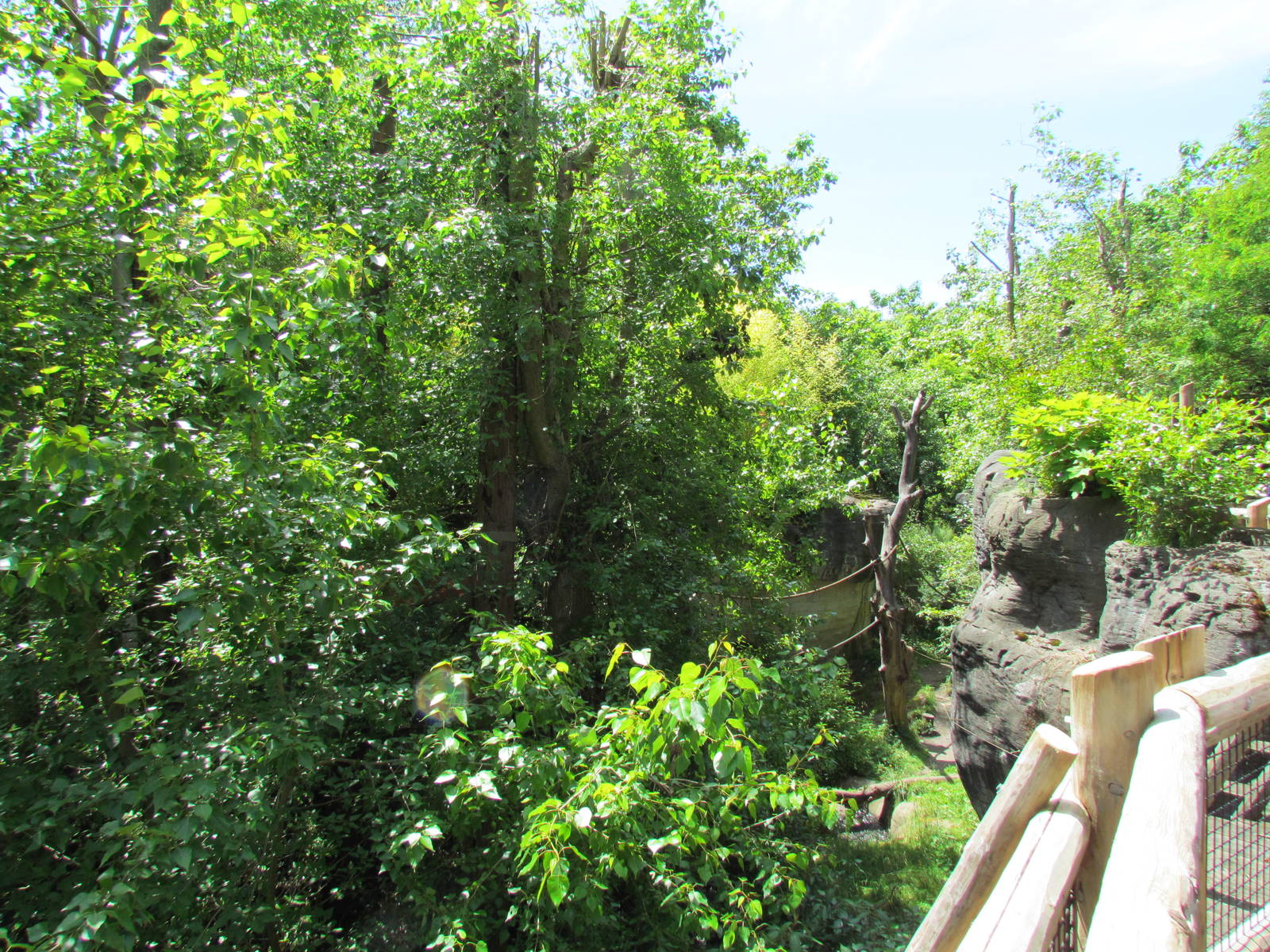 Trail of Vines - Orangutan Exhibit
