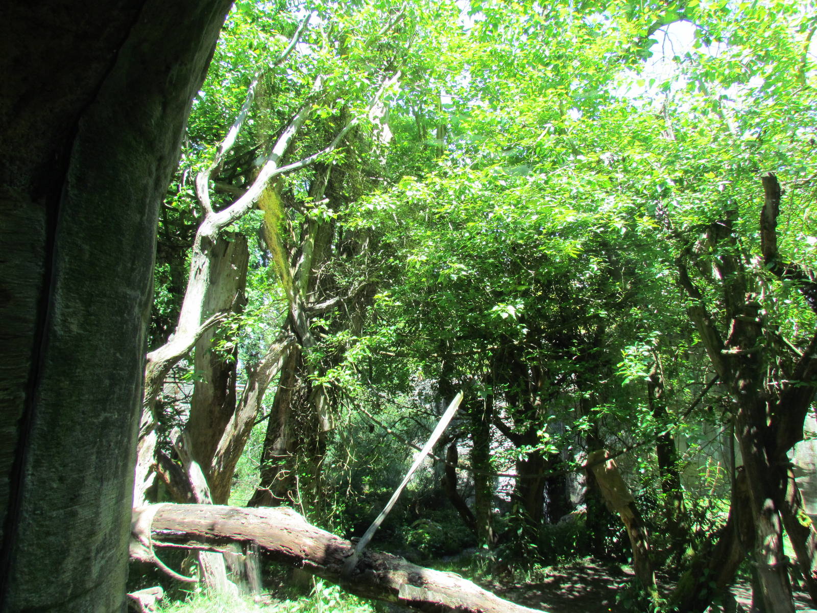 Trail of Vines - Orangutan Exhibit