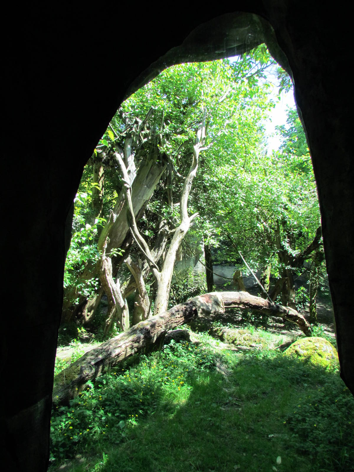 Trail of Vines - Orangutan Exhibit