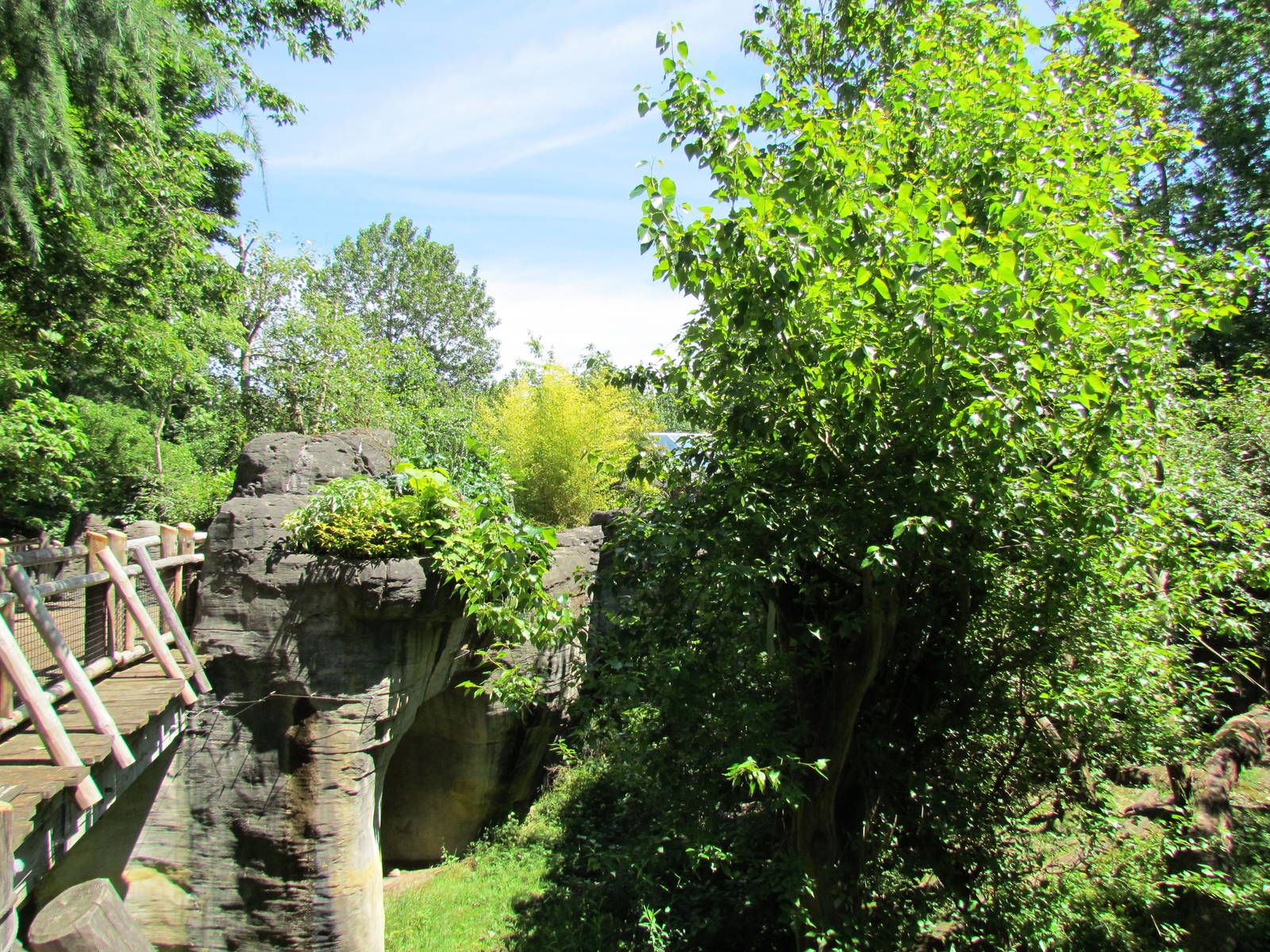 Trail of Vines - Orangutan Exhibit