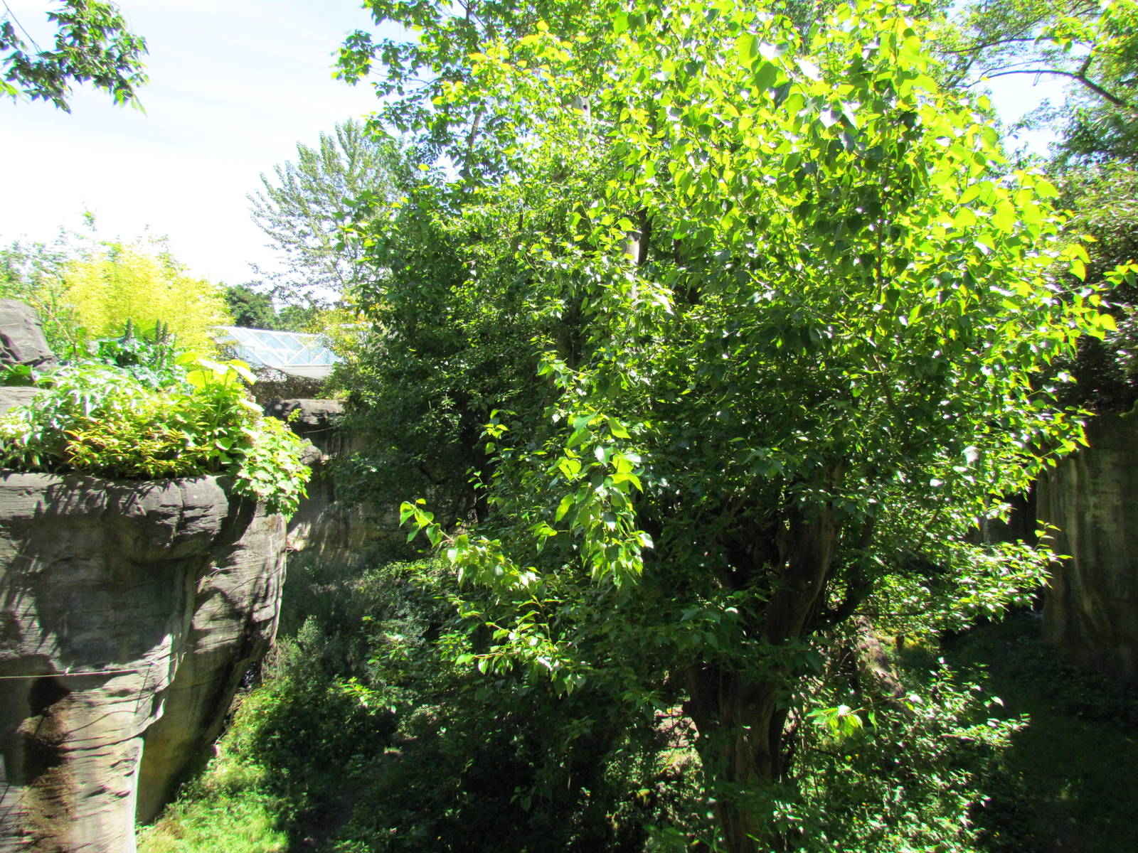 Trail of Vines - Orangutan Exhibit