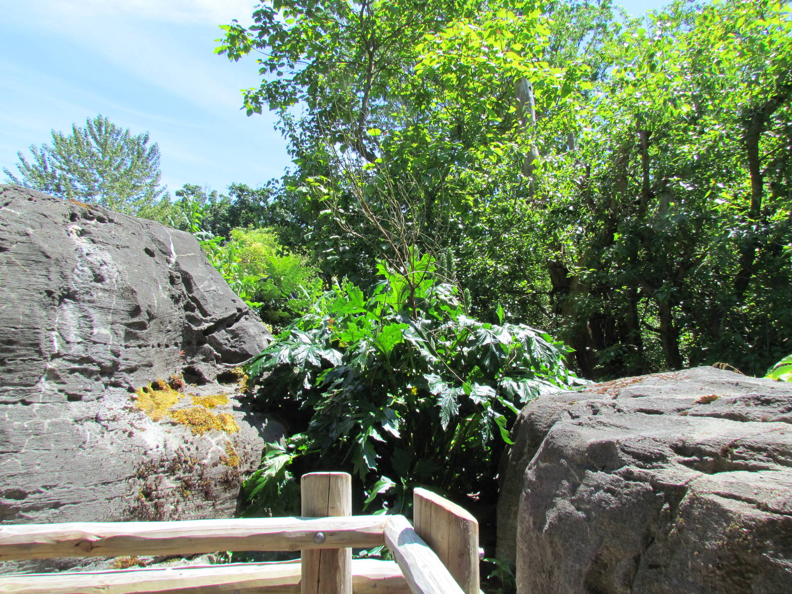Trail of Vines - Orangutan Exhibit