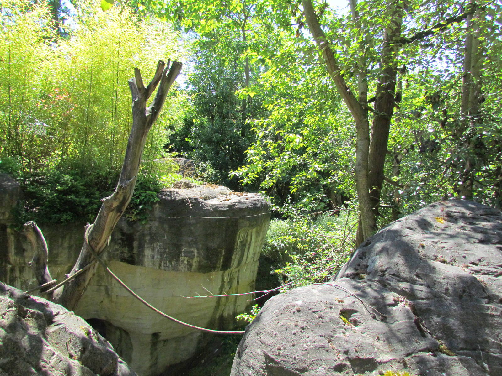 Trail of Vines - Orangutan Exhibit