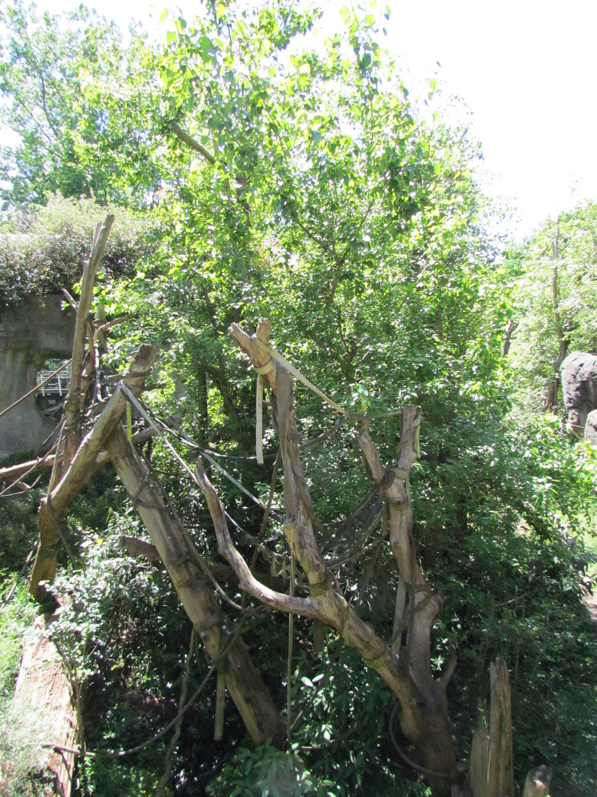 Trail of Vines - Orangutan Exhibit