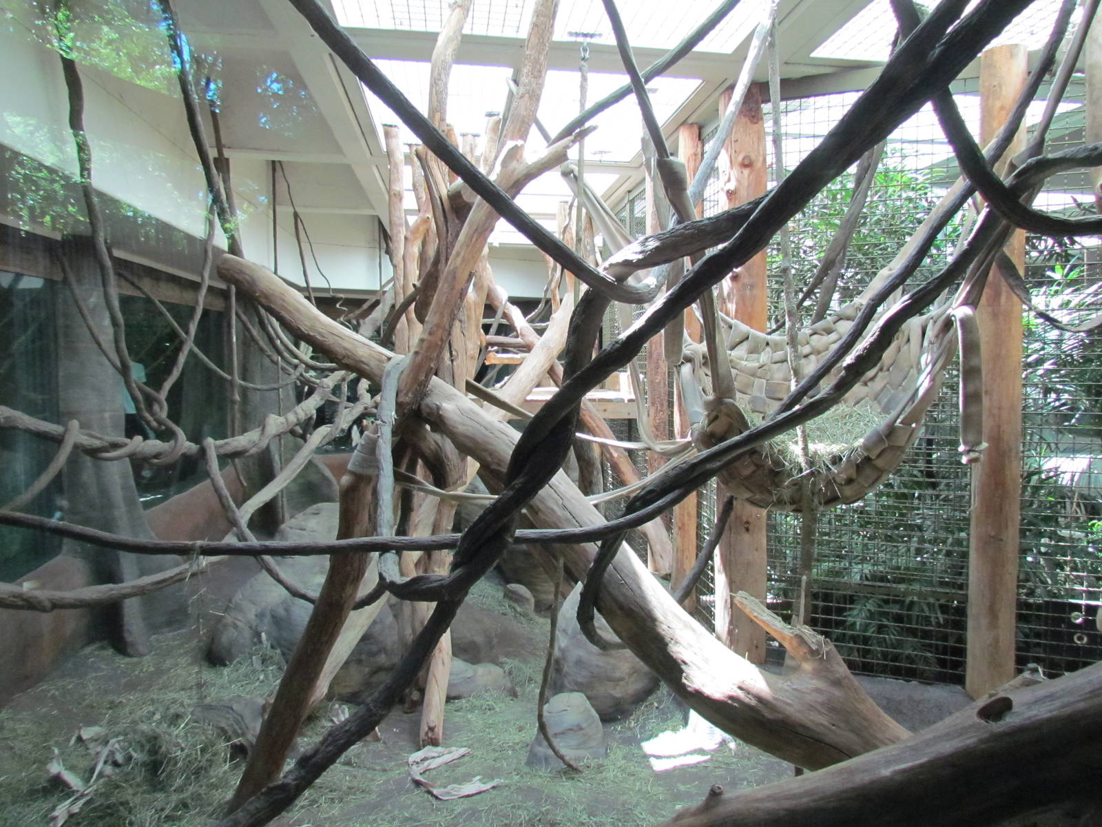 Trail of Vines - Orangutan Exhibit