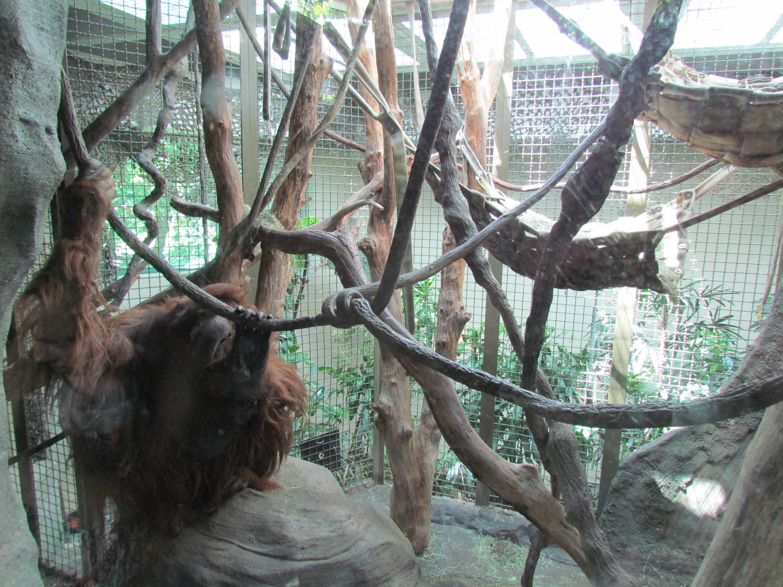 Trail of Vines - Orangutan Exhibit