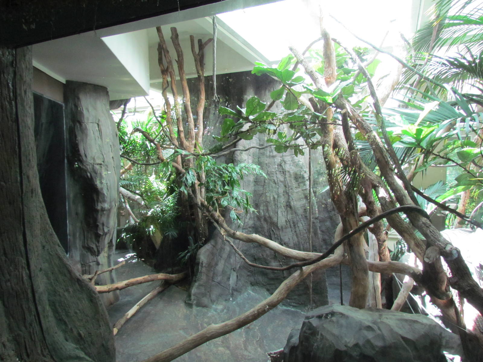Trail of Vines - Siamang Exhibit