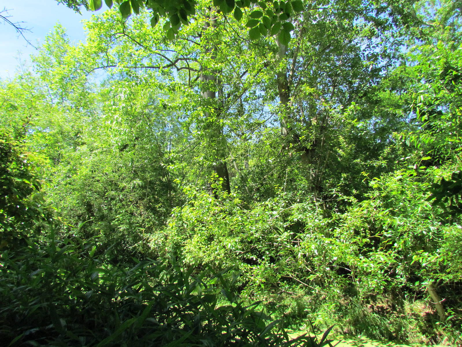 Trail of Vines - Siamang Exhibit