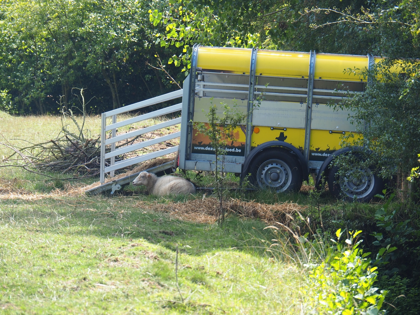 Trailer as an improvised sheep shelter