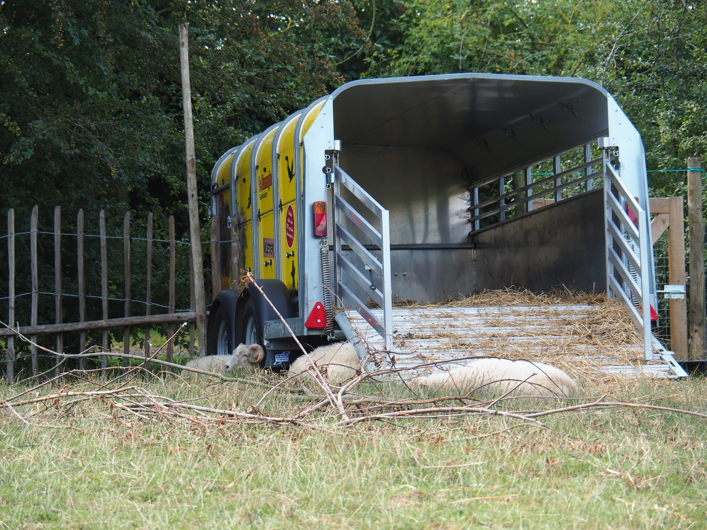 Trailer as an improvised sheep shelter