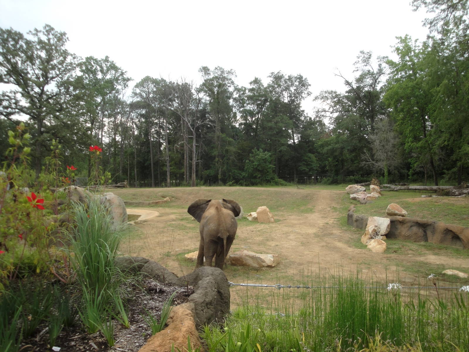 Trails of Africa - Elephant Exhibit