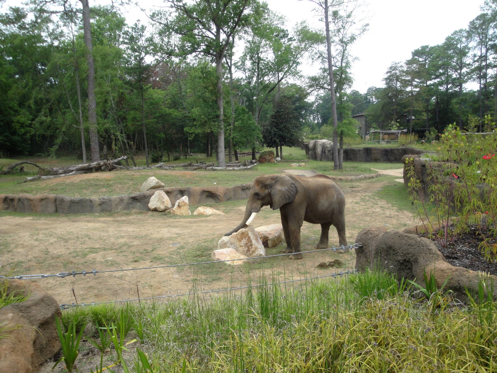 Trails of Africa - Elephant Exhibit