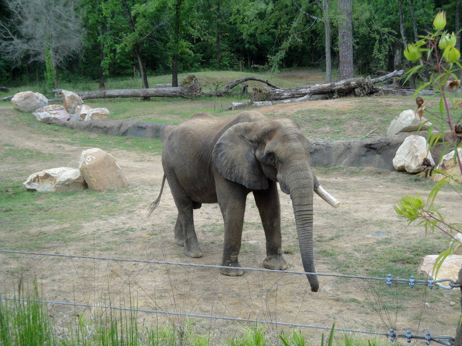 Trails of Africa - Elephant Exhibit