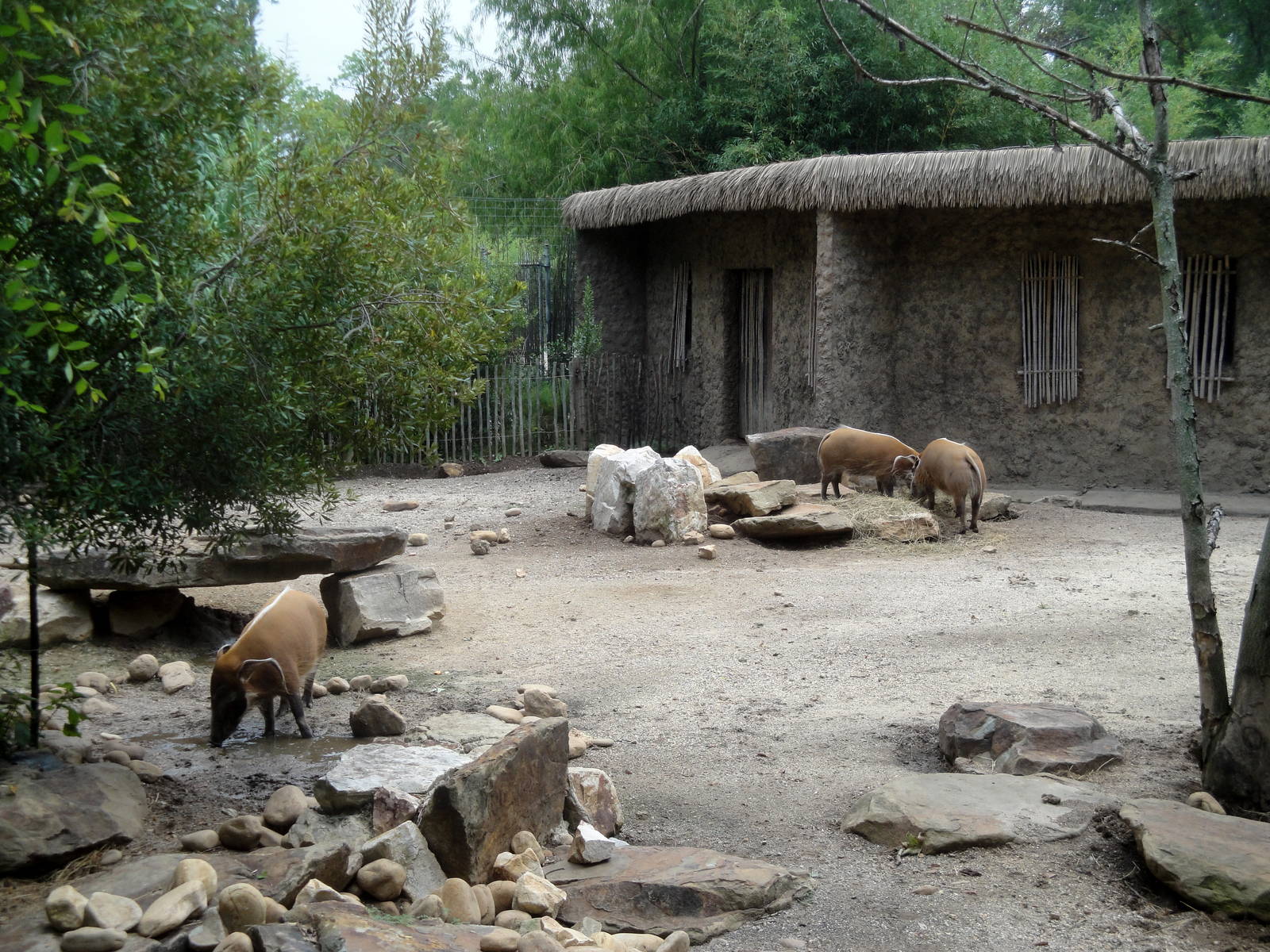 Trails of Africa - Red River Hog Exhibit