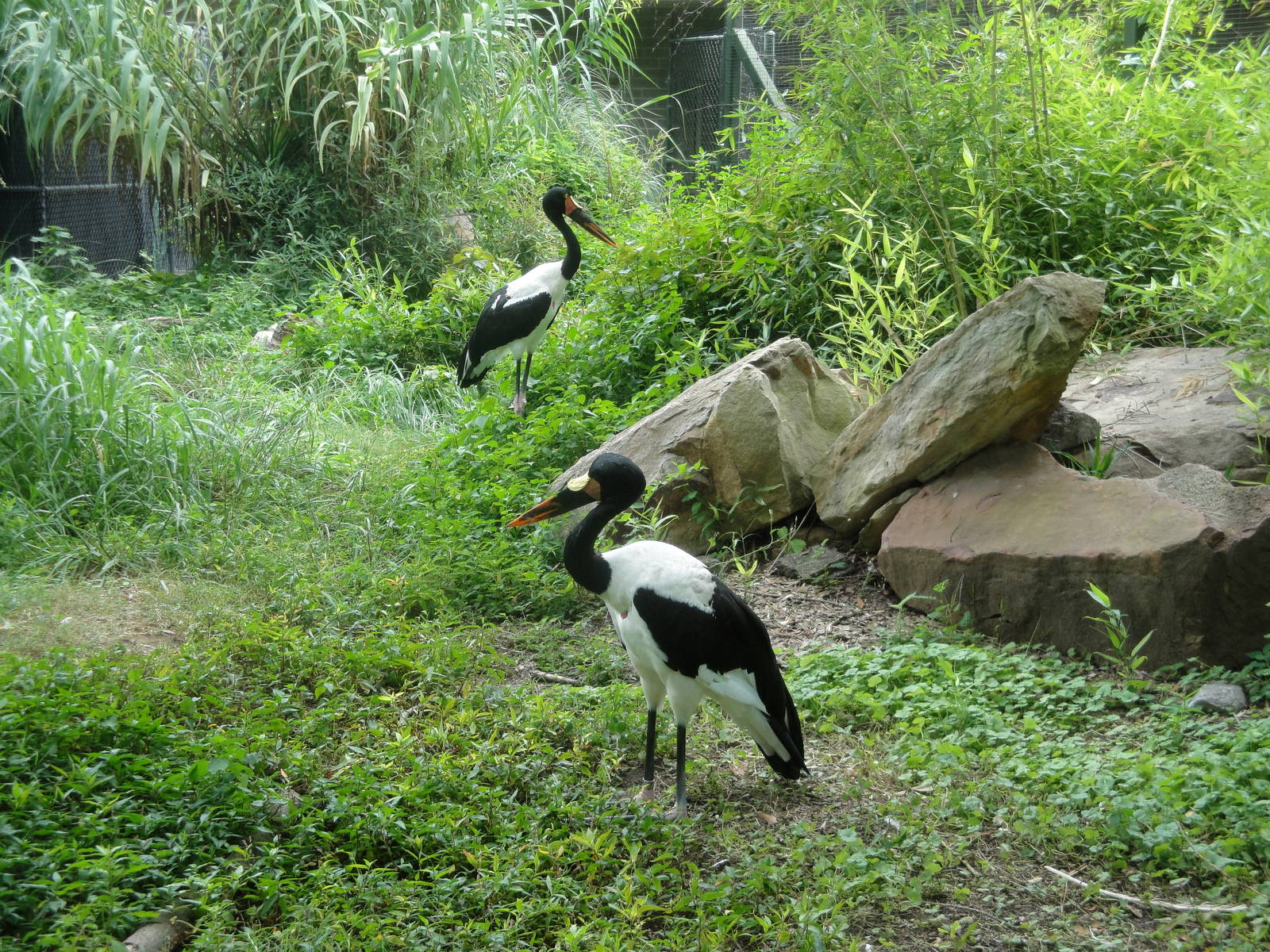 Trails of Africa - Saddle-billed Storks