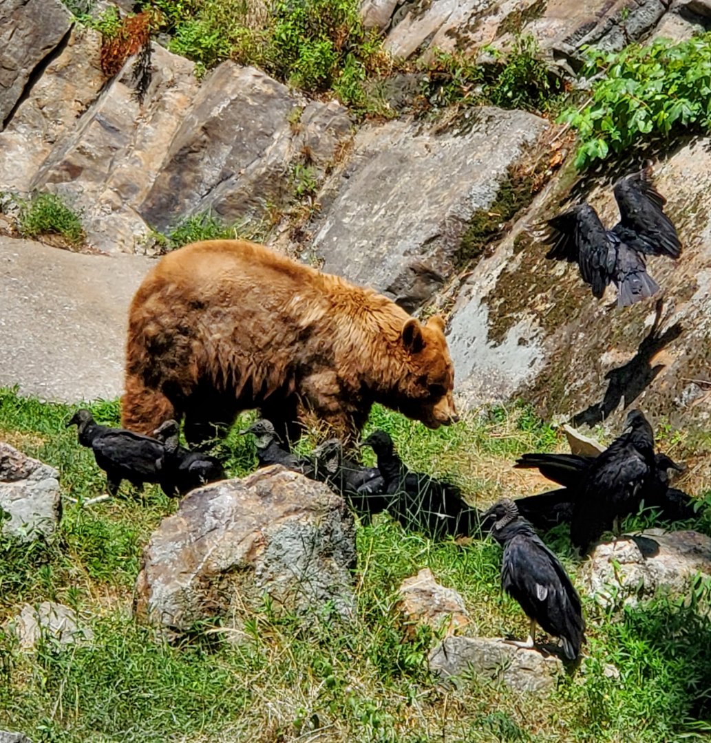 Trailside M&Z (2022) - Bear with vulture pests