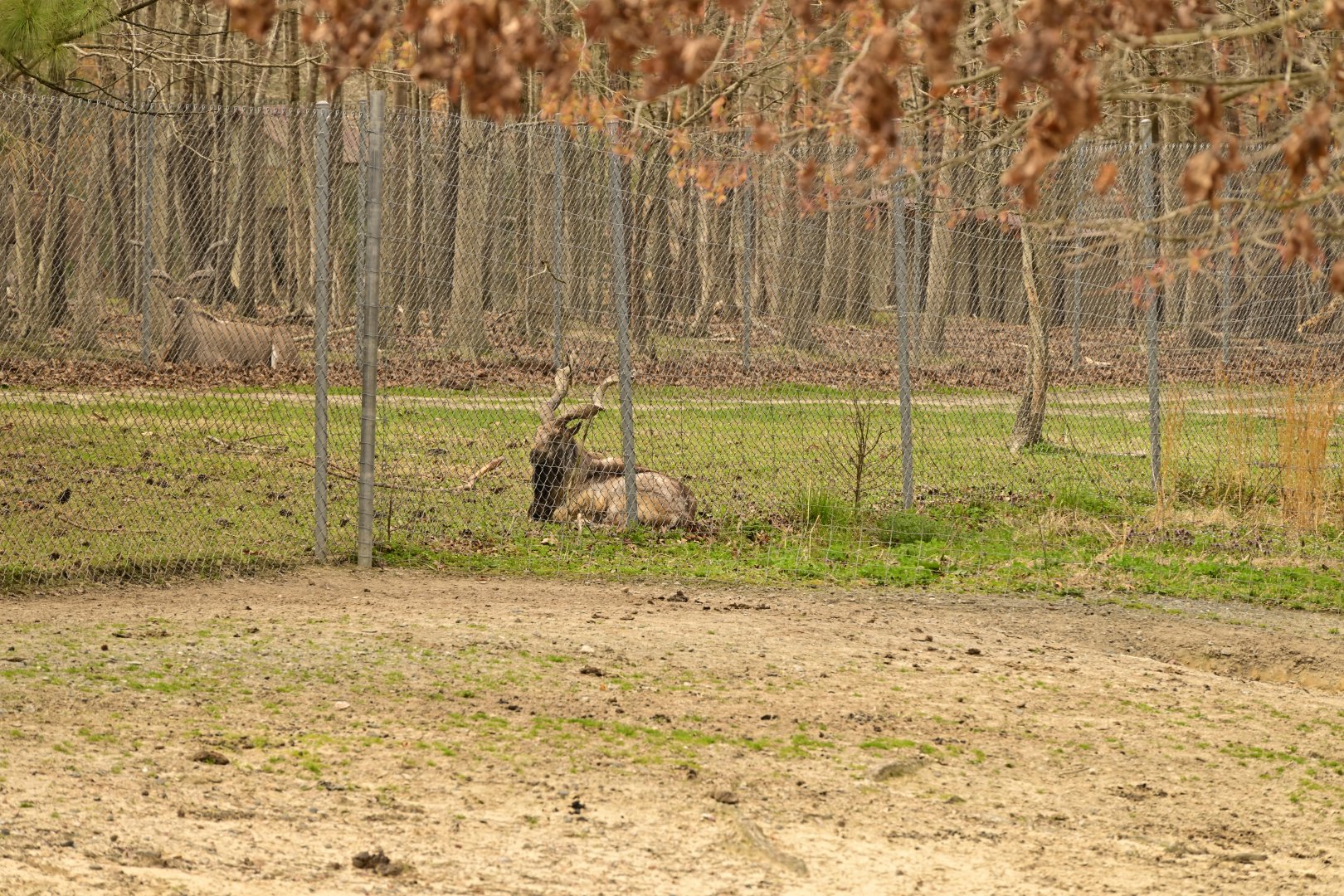 Train Safari - Markhor (Capra falconeri) and