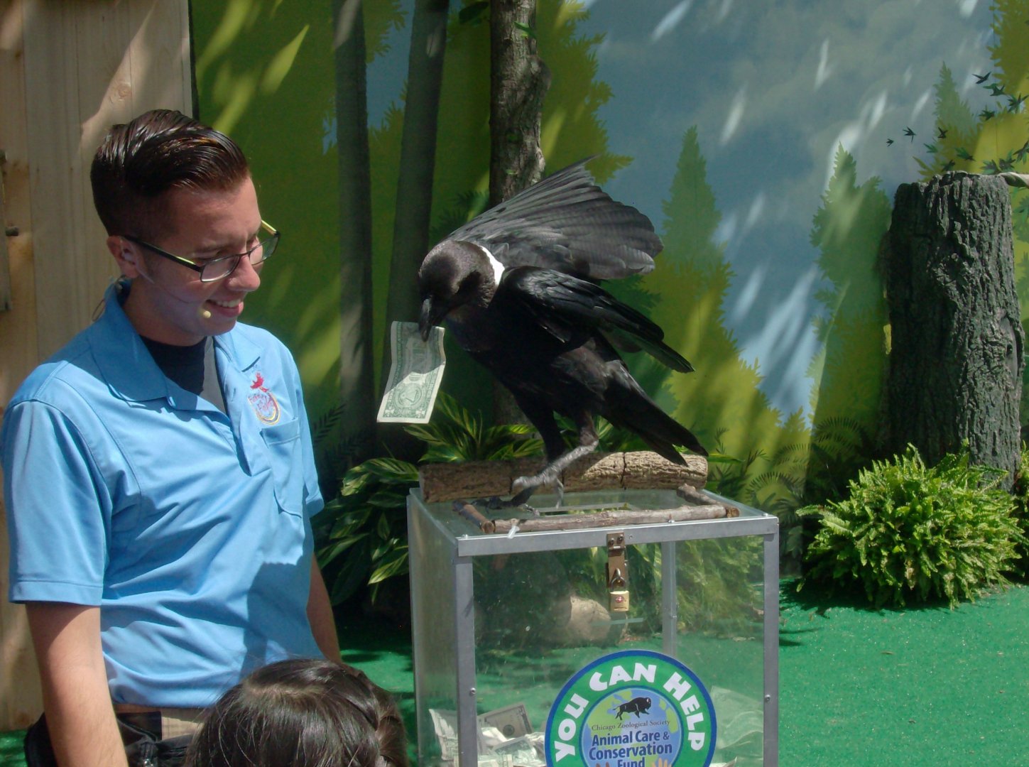 Trained African Pied Crow (2015)