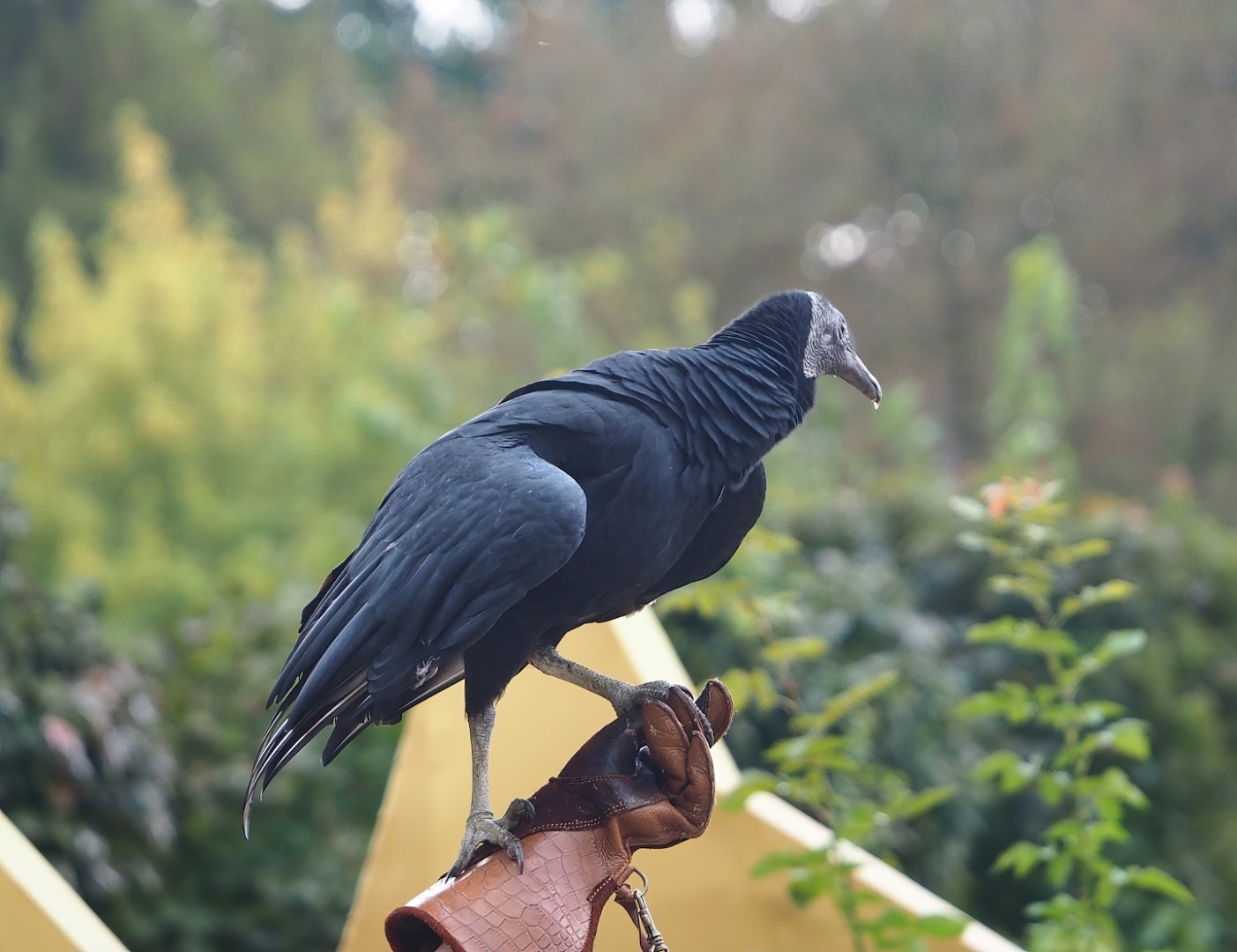 Trained birds flying - American black vulture, 2023-10-13