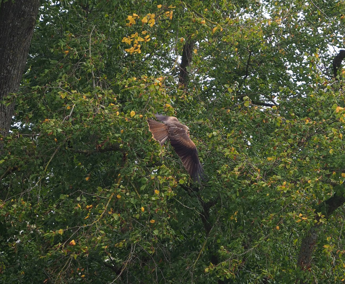 Trained birds flying - Common black kite, 2023-10-13