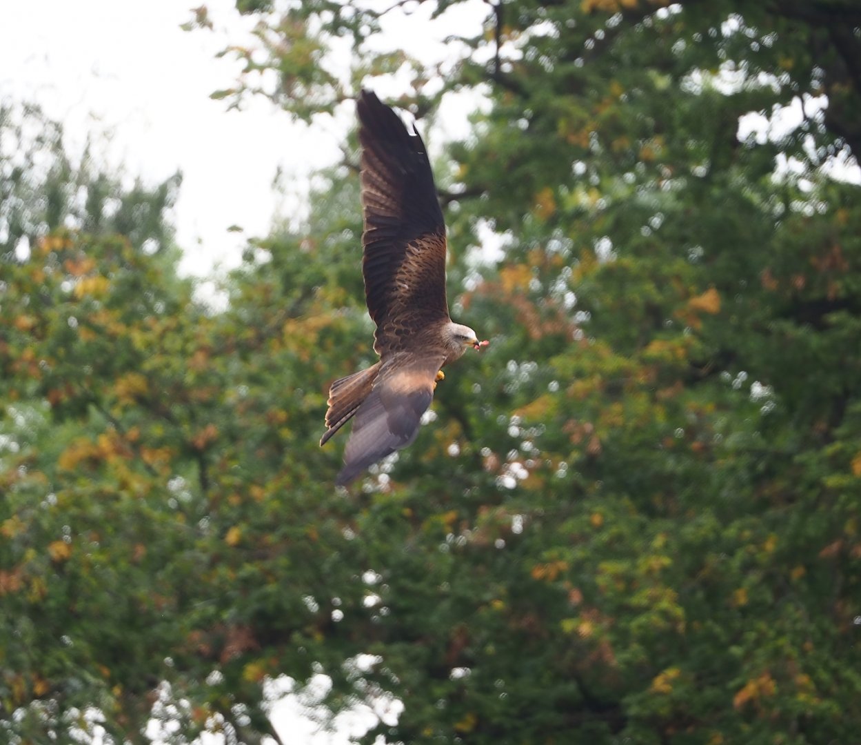 Trained birds flying - Common black kite, 2023-10-13