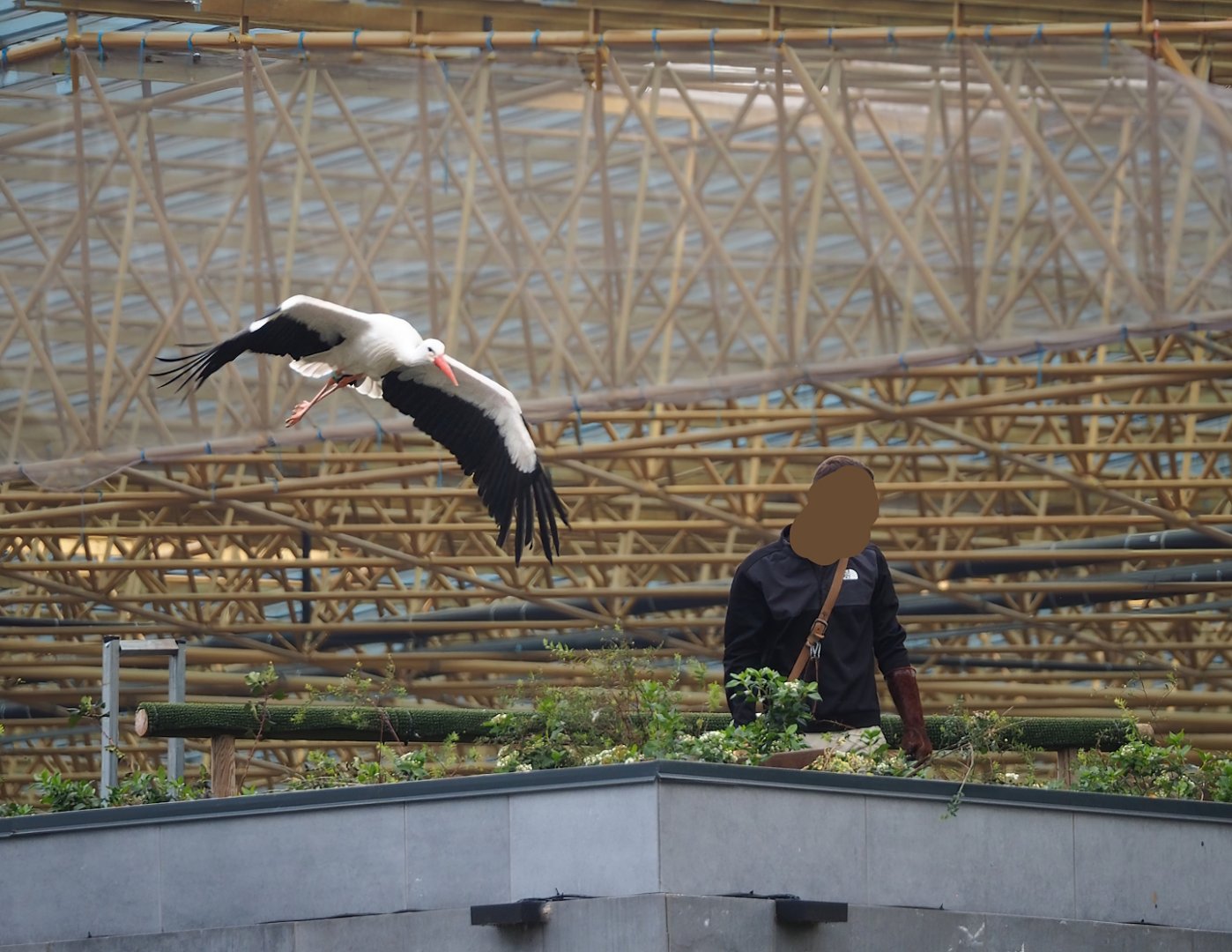 Trained birds flying - European white stork, 2023-10-13